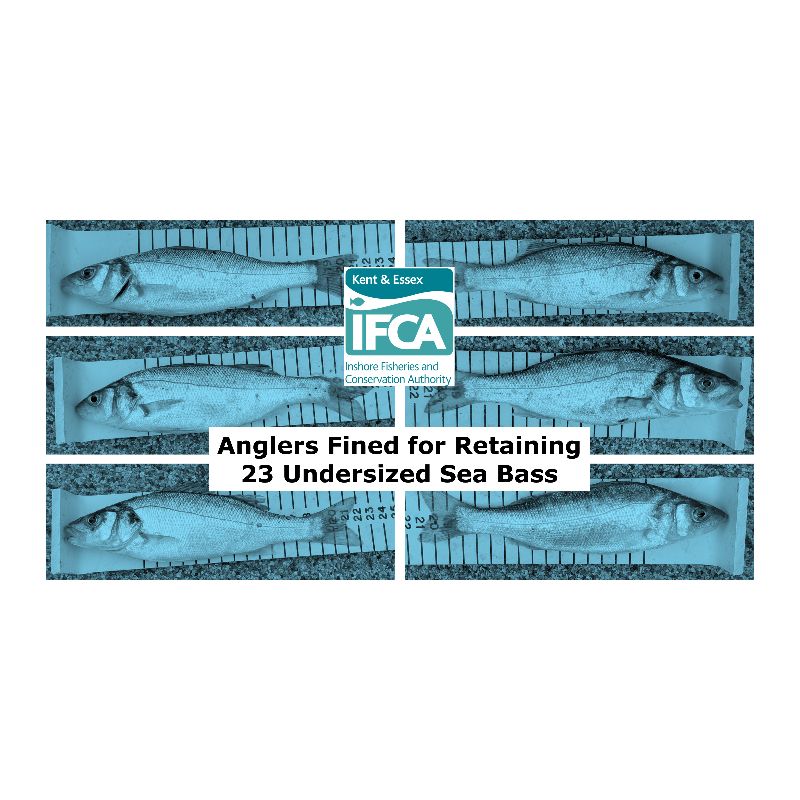 Image representing Anglers fined for retaining 23 undersized Sea Bass from Kent & Essex IFCA